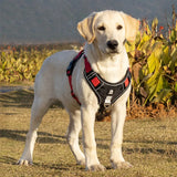 Adjustable Harness Dog